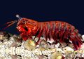 Peacock Mantis Shrimp, Udang Cantik Petinju Ulung