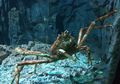 Kepiting Laba-laba Raksasa, Kepiting yang Berasal dari Telur Mini