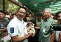 Ciles, Bayi Orang Utan yang Baru Dilahirkan di Kebun Binatang Bandung