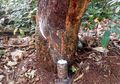 Serba-serbi Perkebunan Karet di Indonesia