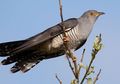 Serba-serbi Burung Cuckoo
