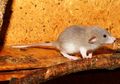 Tradisi Makan Daging Tikus di India