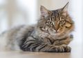 6 Hal yang Perlu Kamu Siapkan Bila Mau Memelihara Kucing