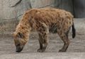 Mengenal Jenis-jenis Hyena, Yuk!
