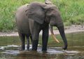 Yuk, Mengintip Cara Makan Gajah!