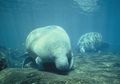 Mengenal Keluarga Manatee, Si Sapi Laut