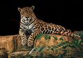 Jaguar Meninggalkan Aroma sebagai Tanda Wilayah