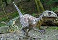 Velociraptor, Dinosaurus Pintar dan Cepat