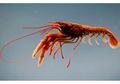 Ketahui Fakta Seputar Udang, Yuk!