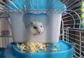 Mengenal Penyakit Ekor Basah pada Hamster