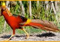 Ayam Pegar Emas, Ayam Peliharaan Para Raja