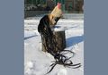 Onagadori, Ayam Berekor Panjang Kebanggaan Jepang