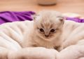 Sering Mengajak Kucing Peliharaan Tidur di Kasur? Hati-Hati, Ini Bahayanya untuk Tubuh!
