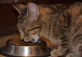Kenapa Kucing Tidak Suka Manis? Ternyata Ini Alasannya!