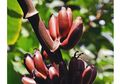 Mengenal Pisang Merah yang Lebih Sehat