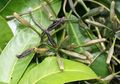 Pisonia, Tanaman Pemburu Burung