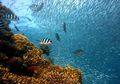 Yuk, Ketahui Jenis Ikan Berdasarkan Cara Makannya