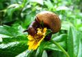 Kenali Cara Makan Siput yang Unik