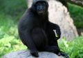 Berkenalan dengan Yaki, Monyet Hitam dari Sulawesi Utara