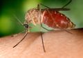 Radang Otak Japanese Enchephalitis, Penyakit Berbahaya yang Bisa Menyerang Anak-anak dan Orang Dewasa