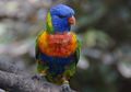 Selain Burung Kakatua, 5 Burung Ini Juga Bisa Meniru Suara Kita