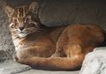 Mengenal Kucing Emas, 'Anak Harimau' yang Hampir Punah