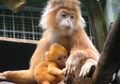 Hewan dalam 'Lutung Kasarung' Ternyata Benar-benar Ada