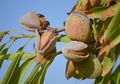 Tahukah Kamu dari Mana Kacang Almond Berasal? Ini Pohonnya