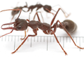 Bulldog Ant, Semut Ganas yang Beracun dan Paling Berbahaya di Dunia