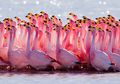 Ternyata, Warna Asli Bulu Flamingo Bukan Merah Muda