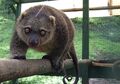 Kuskus, Hewan Langka dari Indonesia Timur