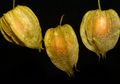 Dulu Dianggap Gulma, Saat ini Ciplukan Termasuk Buah Mahal Harganya