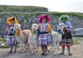 Di Peru, Alpaca Dibuatkan Hari Nasional, Apa Keistimewaan Alpaca?