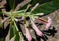 Kina Si 'Putri Raja', Tanaman Herbal dengan Banyak Manfaat