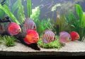 Discus, Ikan Cantik yang Sensitif