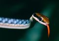 Wah, Ular Berbisa Seperti King Cobra Takut dengan Ular ini, Ular Apa ya?