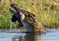 Fakta Unik Tentang Buaya dan Makanannya yang Jarang Diketahui
