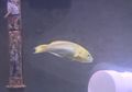 Ikan Ini Dibully oleh Ikan Lain di Akuarium Karena Hanya Memiliki Satu Mata, Apa yang Terjadi?