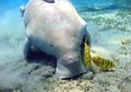 Dari Tulang Hingga Air Mata, Ini Dia Kemiripan Ikan Duyung dengan Manusia