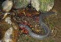 European Eel, Belut yang Suka Bermigrasi dan Dapat Hidup Selama 85 Tahun