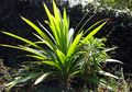 Selain Pandan Wangi, Ada juga Pandan Laut, lo!