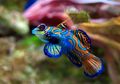 Ikan Mandarin, Ikan Hias dari Laut dengan Corak Warna-warni yang Indah
