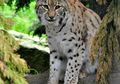 Eurasian Lynx, Kucing Terbesar yang Sempat Hampir Punah