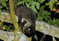 3 Jenis Musang Unik yang Jarang Diketahui