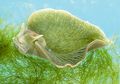 Unik, Siput Laut Ini Memiliki Klorofil untuk Berfotosintesis