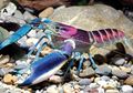 Indonesia Punya Udang Cantik yang Coraknya Seperti Hamparan Galaksi