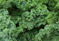 Kale, Sayuran Keriting yang Kaya Manfaat