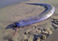 4 Fakta Oarfish, Monster Laut yang Bisa Mendeteksi Gempa
