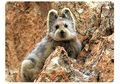 Pika, Hewan Pemalu yang Terancam Punah