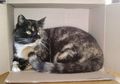 Sering Menemukan Kucing yang Suka Masuk Kotak Kardus? Ternyata Ini Alasannya